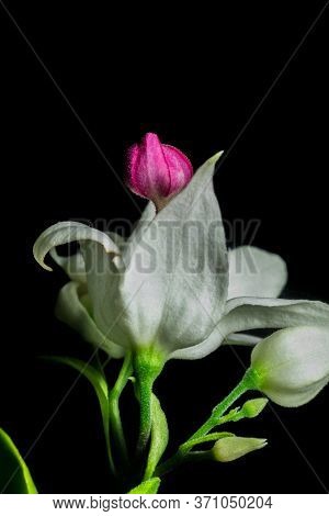 A Macro Shot Of A Royale Red White Flower In A Dark Background. Also Called White Bleeding Heart Or 