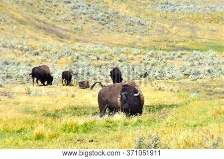 A Herd Of Buffalo In Yellowstone National Park.