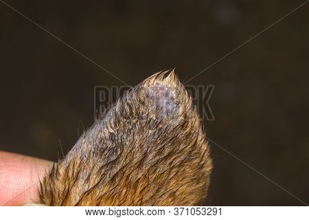 Close-up Photo Of A Dog Ear With Vasculitis
