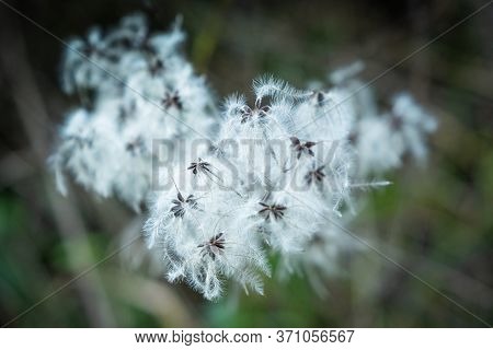 Clematis Flowers (clematis Vitalba) During Trekking In The Medieval Village Of Ripafratta With The F