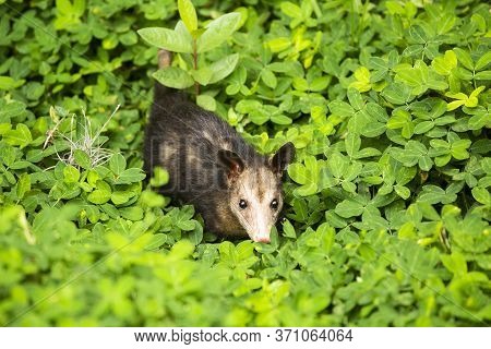 Didelphis Marsupialis - Marsupial Mammal Possum. Text Space