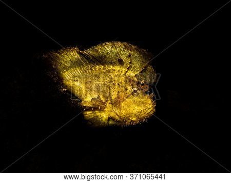 Awesome Leaf Scorpionfish (taenianotus Triacanthus) Or Paperfish Shot At A Puerto Galera Reef In The