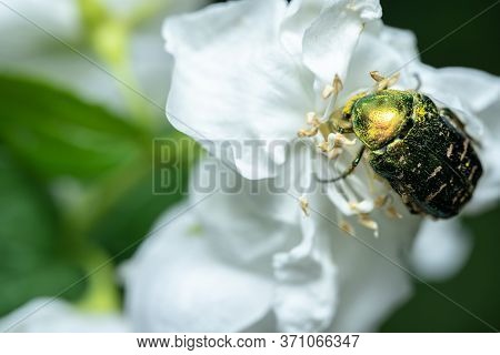 Cetoniinae Sits On A Jasmine Flower.cetoniinae Sits On A Jasmine Flower