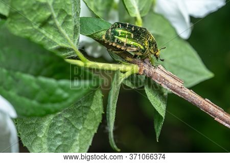 Melolontha Sits On A Jasmine Flower.melolontha Sits On A Jasmine Flower