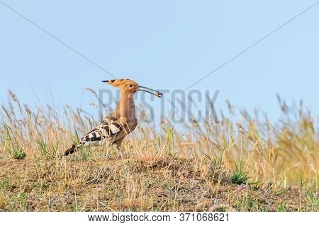 Hoopoe, common Hoopoe (upupa Epops) Eurasian Hoopoe