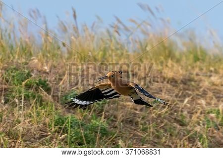 Hoopoe, common Hoopoe In Flight (upupa Epops) Eurasian Hoopoe