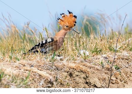 Hoopoe, common Hoopoe (upupa Epops) Eurasian Hoopoe