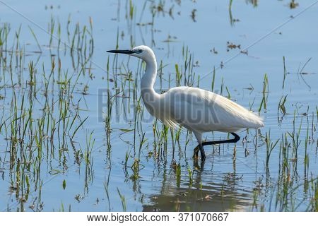 Little Egret Hunting (egretta Garzetta) White Little Egret