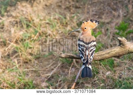 Hoopoe, common Hoopoe (upupa Epops) Eurasian Hoopoe