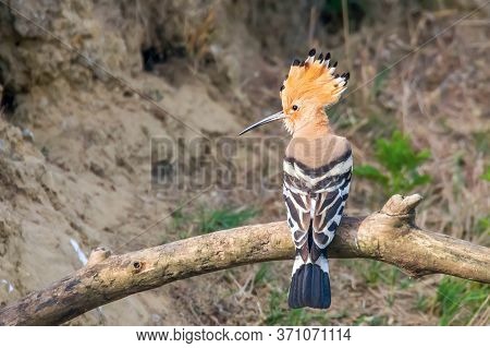Hoopoe, common Hoopoe (upupa Epops) Eurasian Hoopoe