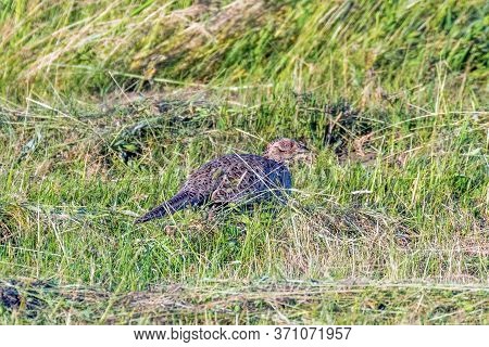 Ringneck Pheasant Female (phasianus Colchicus) Ring Necked Pheasant