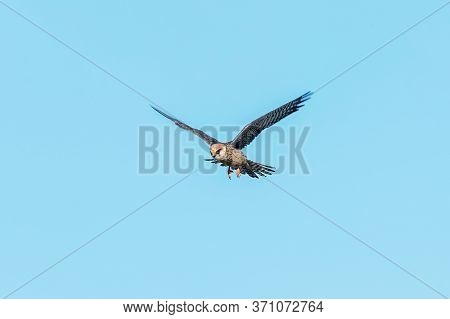Red Footed Falcon In Flight, Falco Vespertinus