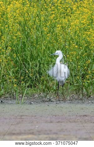 Little Egret Hunting (egretta Garzetta) White Little Egret