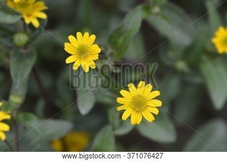 Mexican Creeping Zinnia Yellow Flowers - Latin Name - Sanvitalia Procumbens