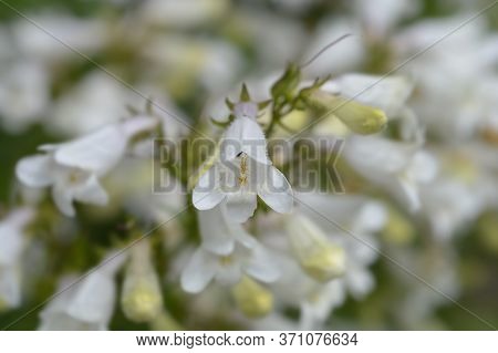 Cobaea Beardtongue White Flower - Latin Name - Penstemon Cobaea