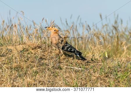 Hoopoe, common Hoopoe (upupa Epops) Eurasian Hoopoe