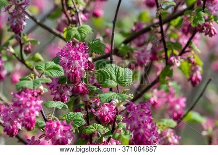 Ribes Sanguineum