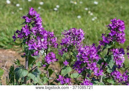 Close Up Of An Honesty (lunaria Annua) Flower In Bloom