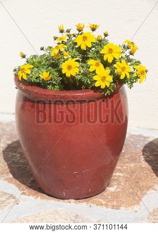 Planter With Apache Beggarticks Flowers In A Garden During Spring