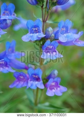 Closeup Of Cluster Of Bright Blue Penstemon Flowers