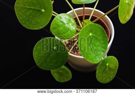 Top-down View Of A Chinese Money Plant (pilea Peperomioides) Forming Attractive Green Rosettes. Stri