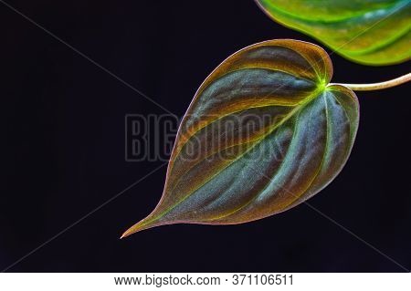 Philodendron Scandens Micans Leaf Against Black Backdrop. Close-up On A Velvety Leaf Of Philodendron