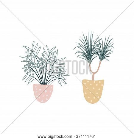 Collection Of Decorative Houseplants Isolated On White Background. Set Of Beautiful Natural Home Dec