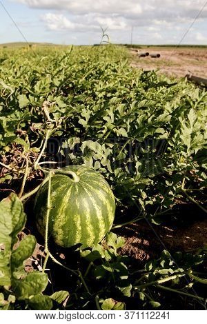 Eunapolis, Bahia / Brazil - May 4, 2010: Watermelon Plantation On A Farm In The City Of Eunapolis.