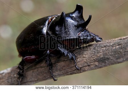 Salvador, Bahia / Brazil - March 23, 2014: Giant Scarab Beetle, Also Known As Rhinoceros Beetle (ory