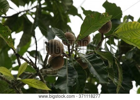 Conde, Bahia / Brazil - June 8, 2009: Genipapo Fruit Is Used In The Manufacture Of Juices, Ice Cream