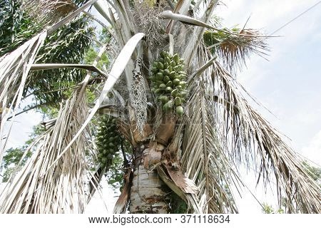 Conde, Bahia / Brazil - March 24, 2011: Piassava Palm Tree. The Fruit Is Used To Extract Vegetable O