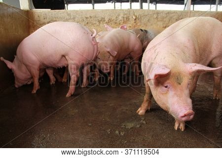 Itabuna, Bahia / Brazil - June 15, 2012: Pig Breeding Farm In The City Of Itabuna