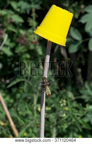 Bright Yellow Flower Pot Outshines Female Broad Bodied Chaser Dragonfly On Bamboo.