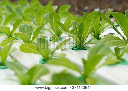 Hydroponic System Farm. Fresh Cos Lettuce In The Hydroponic Farm Greenhouse.