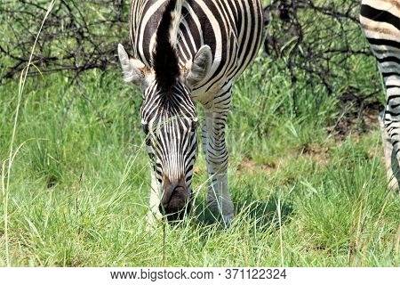 A Zebra Eating Gras In The Savannah Front View