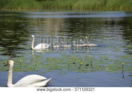 A Family Of Sibilant Swans With Chicks Swim Along The River. Small Goslings Swim After An Adult Swan