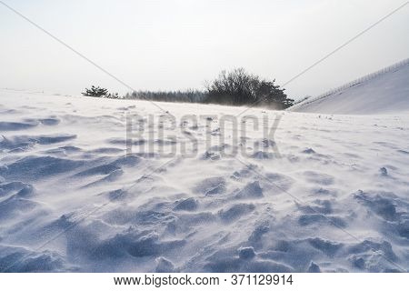 Windy Winter Snow Field With Trees In Daegwallyeong Sheep Ranch In South Korea.