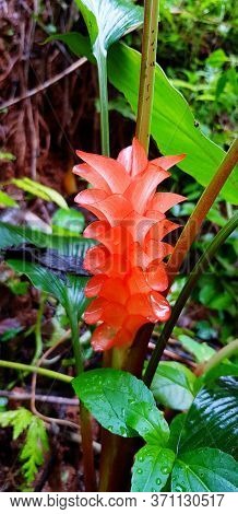 Fresh Red, Pink Or Orange Krachiew Flower With Green Bush Background In Deep Tropical Forest Or Jung