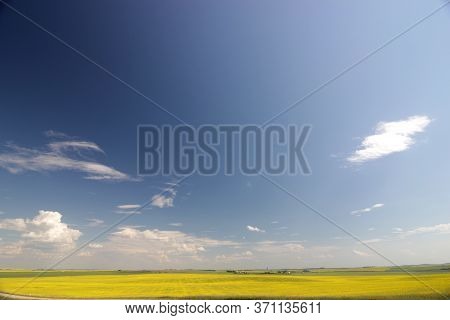 Canola Fields Under A Big Blue Sky On The Canadian Prairies In Alberta Canada.