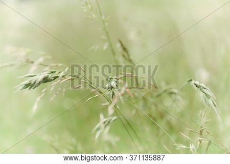 Nature Background With Wildgrass Under Sunlight. Selective Focus. Plant Background.