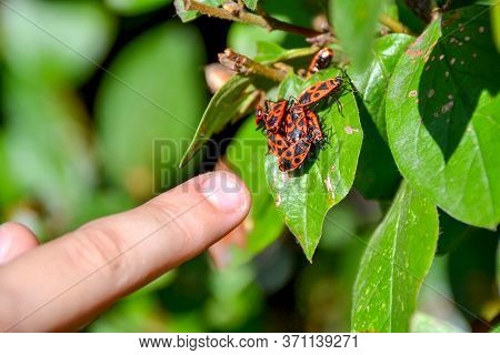 red insects gathered in a heap on a leaf of a tree