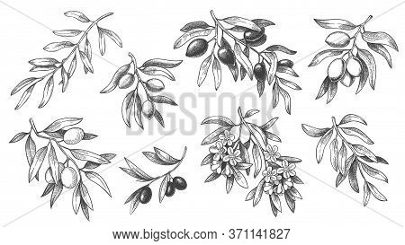 Engraved Olive Branch. Sketch Branches With Leaves And Blossoms, Hand Drawn Olives Design Element. A