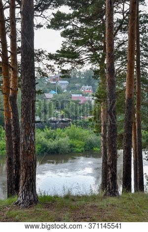 pine forest on the background of the river and blue sky