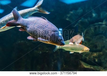 Fish Carp Cyprinus Swim Under Blue Water