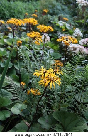 A Yellow Leopard Plant In An English Country Garden