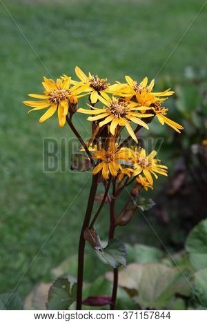 A Stunning Yellow Leopard Plant From An English Country Garden