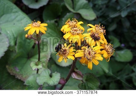 A Bee Collecting Pollen And Nectar From A Leopard Plant