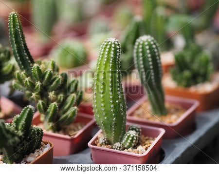 Cactus Tree Green Trunk Has Sharp Spikes Around In Garden