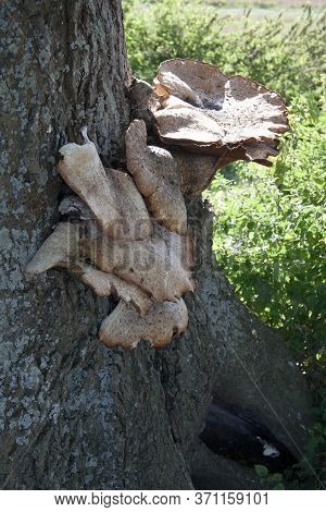 Polyporus Squamosus Mushrooms Growing On A Tree