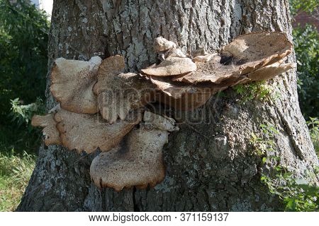 Polyporus Squamosus Mushrooms Growing On A Tree